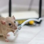 Why Rodent Removal South Windsor Is Essential for Homes