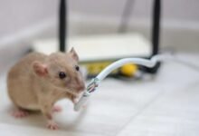 Why Rodent Removal South Windsor Is Essential for Homes