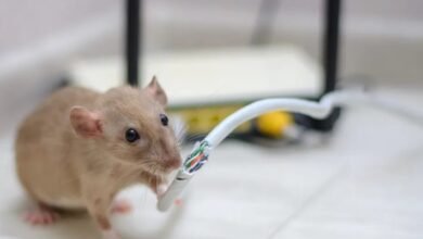 Why Rodent Removal South Windsor Is Essential for Homes