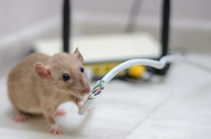 Why Rodent Removal South Windsor Is Essential for Homes