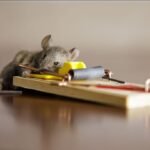 German Cockroach Treatment Sydney – The One Pest That Makes Grown Adults Shudder