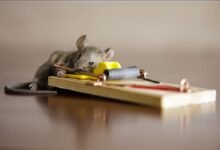 German Cockroach Treatment Sydney – The One Pest That Makes Grown Adults Shudder