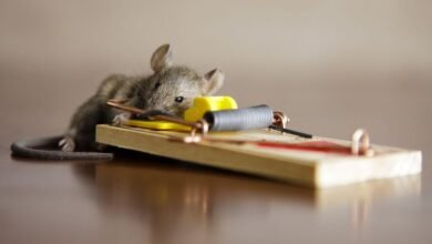 German Cockroach Treatment Sydney – The One Pest That Makes Grown Adults Shudder