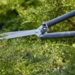 How Tree Trimming Services Improve the Safety and Appearance of Your Property
