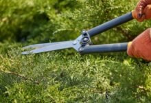 How Tree Trimming Services Improve the Safety and Appearance of Your Property