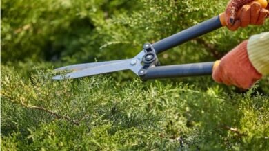 How Tree Trimming Services Improve the Safety and Appearance of Your Property How Tree Trimming Services Improve the Safety and Appearance of Your Property