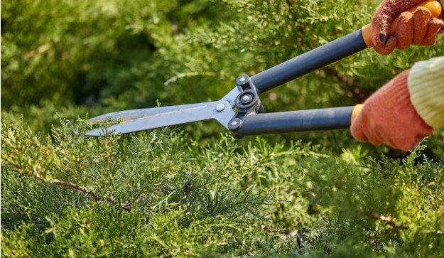 How Tree Trimming Services Improve the Safety and Appearance of Your Property