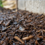 A Seasonal Pest Prevention Plan for Warm-Climate Homes