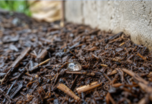 A Seasonal Pest Prevention Plan for Warm-Climate Homes